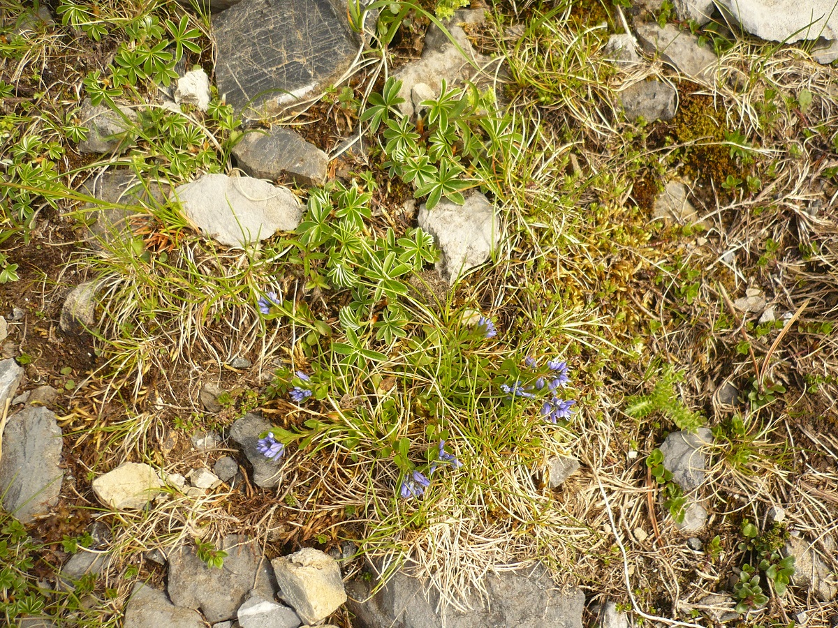 Polygala alpina (Polygalaceae)